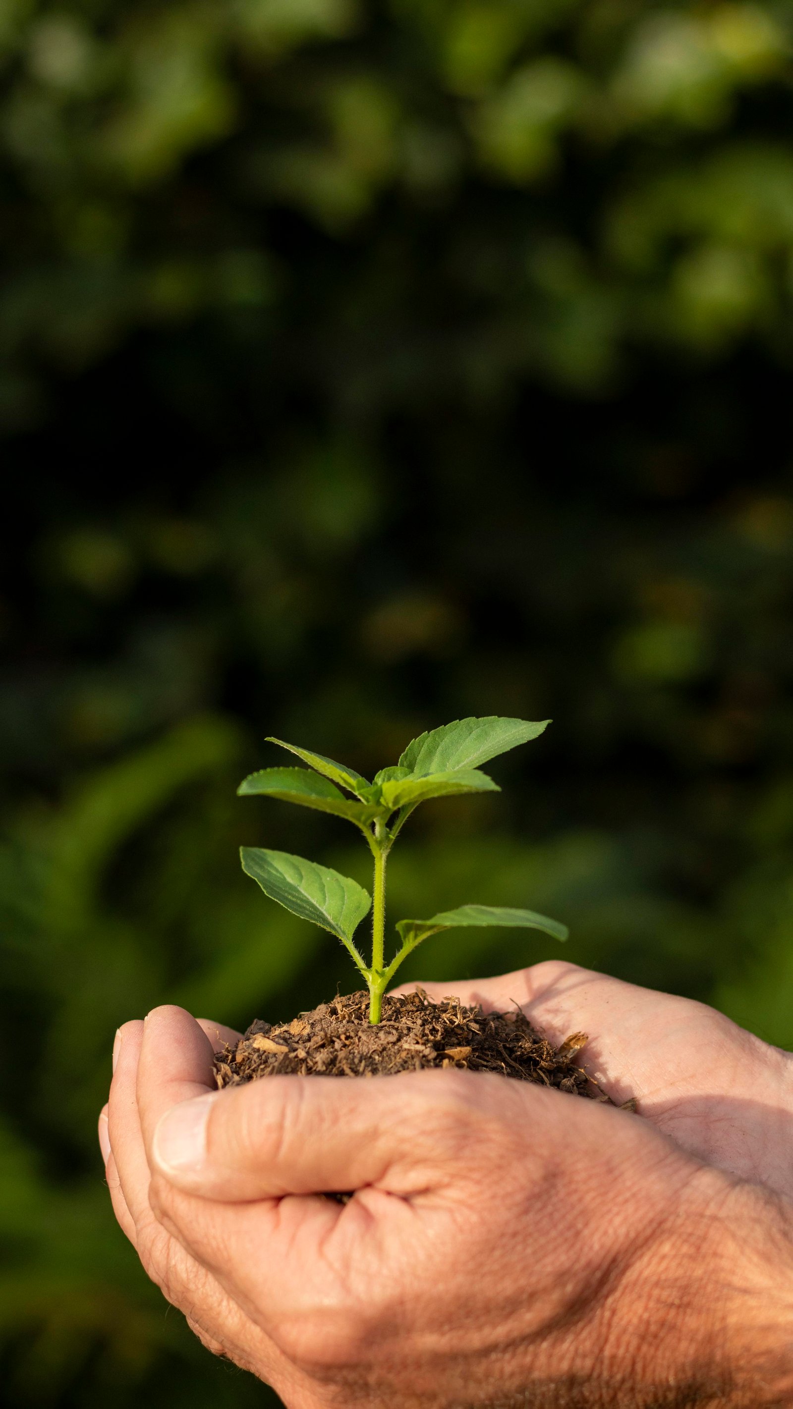 Mãos segurando uma planta